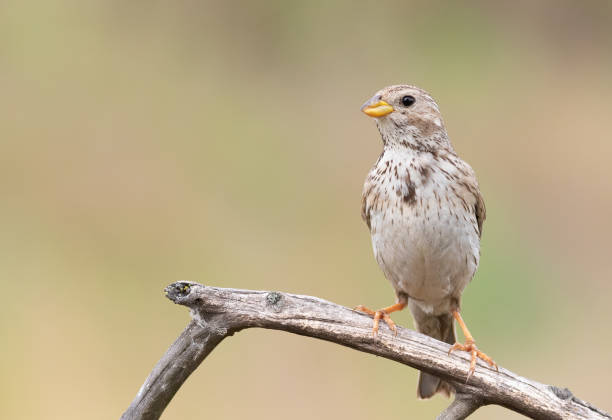 istock Corn bunting, Emberiza calandra. A bird sits on a dry branch on a beautiful blurry background 1438135891