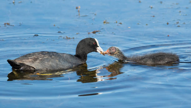 istock Eurasian coot, Fulica atra. A bird feeds its chick 1438135904