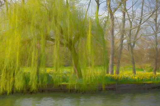 Weeping willow tree. Summer. Moscow, Russia
