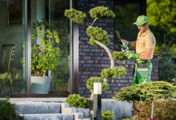 istock Garden Worker Trimming Decorative Tree Using Cordless Shaping Trimmer 1438135999