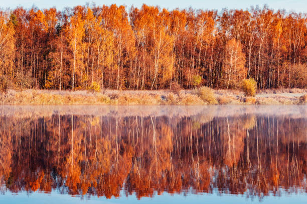 istock Forest by the lake at early morning. 1438136051