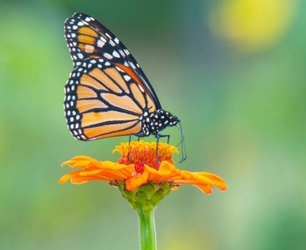 istock Butterfly-Ogange flower-Howard County Indiana 1438136807
