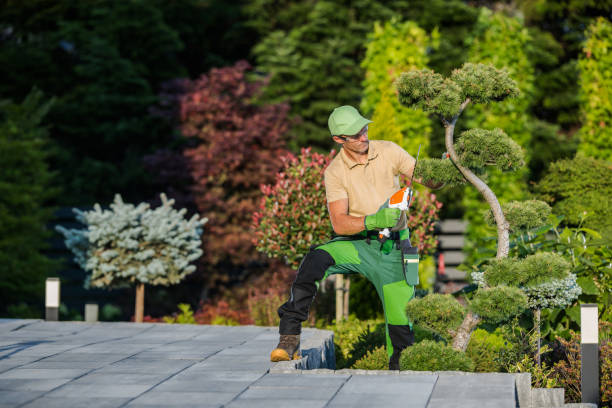 istock Landscaper Working with Mini Hedge Trimmer 1438136951