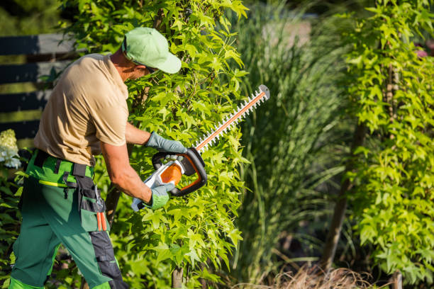 istock Landscaper Shaping Shrub with Hedge Cutter 1438137016
