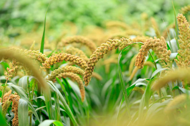 istock Millet, millet in a wooden container 1438137454