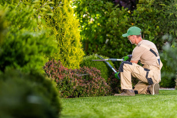 istock Garden Shrubs Maintenance 1438137472