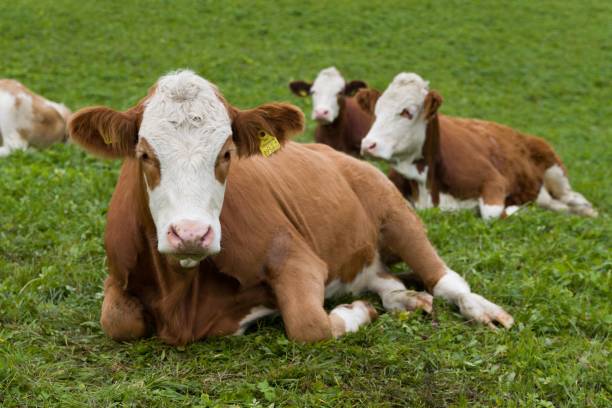 istock Brown simmental Cattles resting on a grass in the field 1438139515