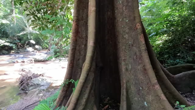 Big tree in the forest