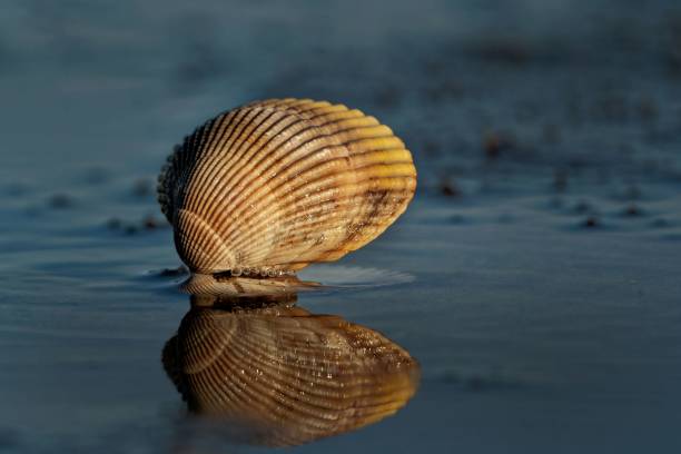 istock Mollusc shell and its reflection on the lake 1438139592