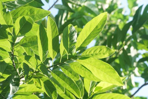 istock sugar apple leaf in nature garden 1438140419