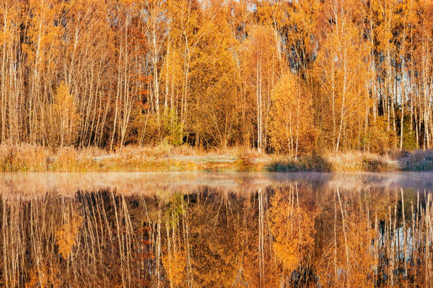istock Forest by the lake at early morning. 1438141928
