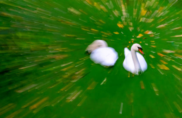 In camera movement creative abstract of an autumnal nature reserve with Mute swans in the foreground.  The lens was zoomed out during exposure.