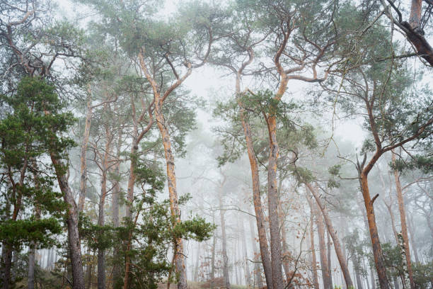 Foggy Day in Pine tree forest, monoculture, in Brandenburg-State, Germany