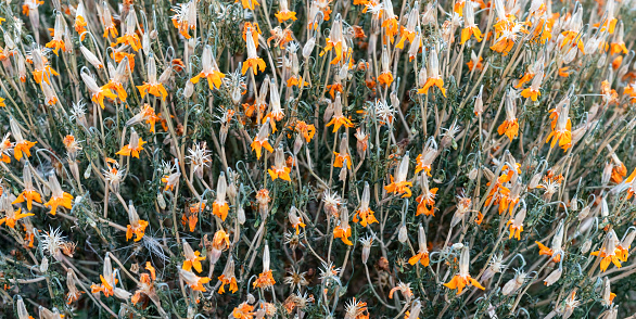 Photo showing a clump of bright orange tiger lily flowers, growing outside in an ornamental flower border, in the summer.  The lilies are pictured in full bloom, in the early summer.  The Latin name for this plant is: Lilium lancifolium.