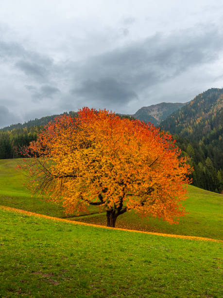istock One Autumn tree on field in foggy weather 1438145251
