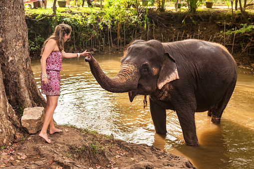 Happy young woman tourist un summer bright wear posing about elephant in countryside Sri Lanka, welcomes him. Lady tourist journey at jungle river background. Travel vacation concept. Copy text space