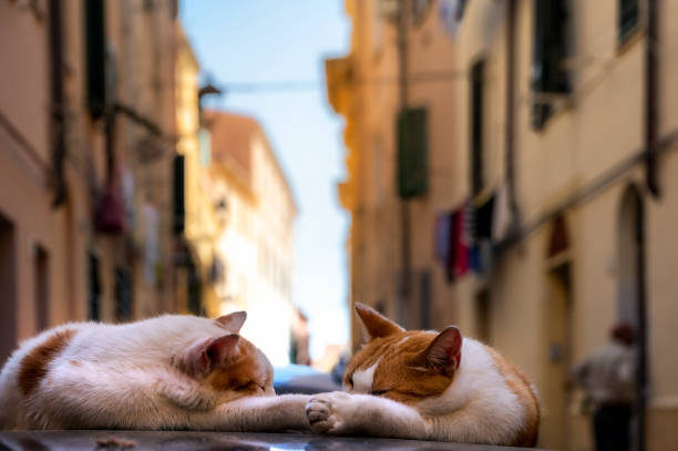 アルゲーロの旧市街の車の屋根の上で眠っている2匹の猫