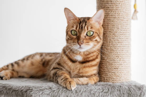 istock Cute bengal cat and tree in the room. 1438148281