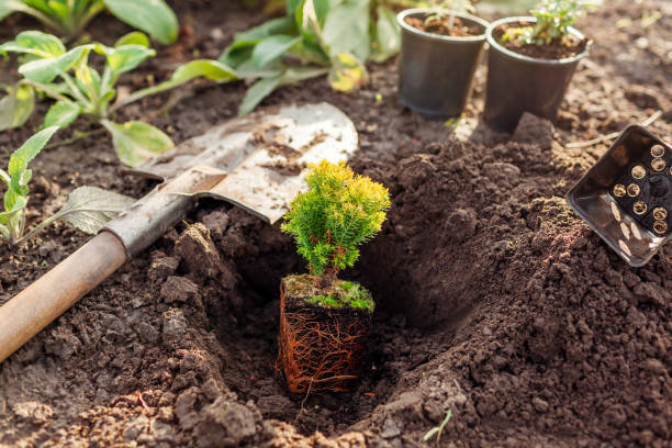 Planting anniek arborvitae into soil. Small evergreen spherical thuja in p9 container ready for transplanting in fall garden. Digging hole with shovel