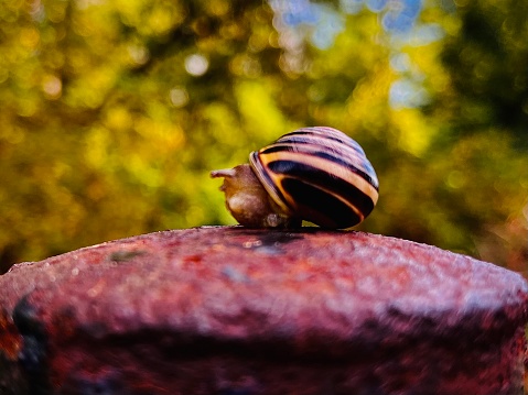 Close-up photography of one garden common brown snail animal, crawling on large green leaf with drop water dew in morning sunlight. Selective focus on the animal.