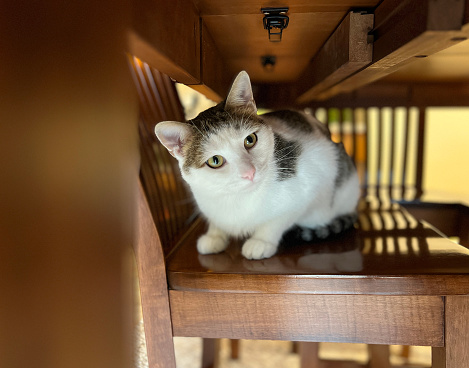 A small white and gray cat sitting on a chair under a table.