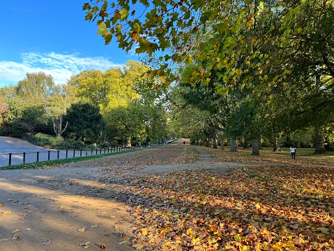 Autumnal Landscape in London, England