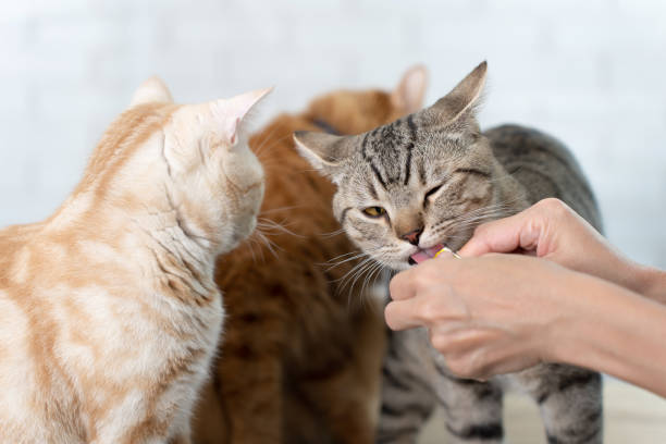 istock Cute cat lick cat treat snacks. 1438151425