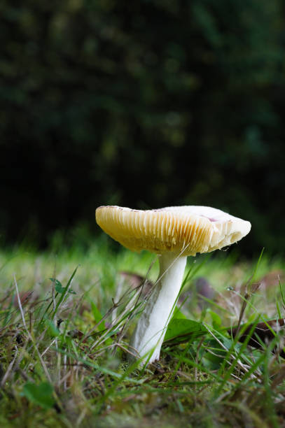 istock One White Mushroom from Ground Level 1438151552