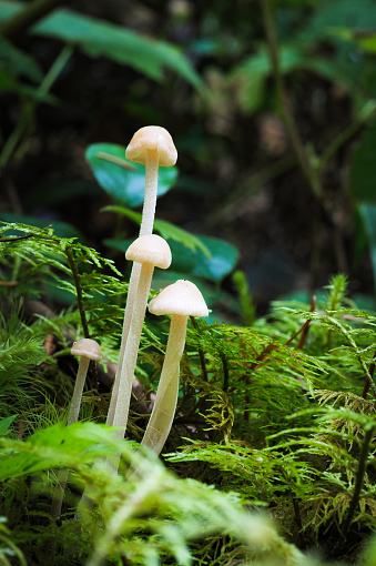 An early morning growth of bell shaped capped mushrooms as seen from ground level.