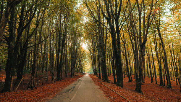 Mountain road with autumn colors