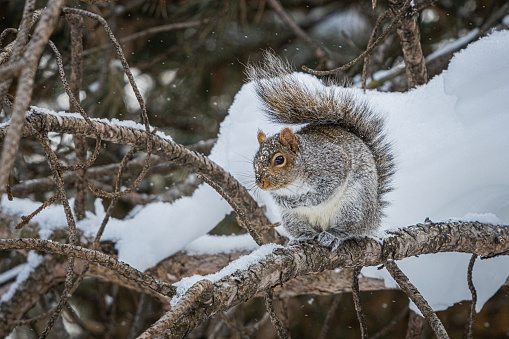 An Eastern gray Squirrel in winter in the Laurentian forest of Canada.