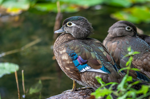 A female Wood duck or Carolina duck juvenile after grooming in front of a water lily filled swamp.