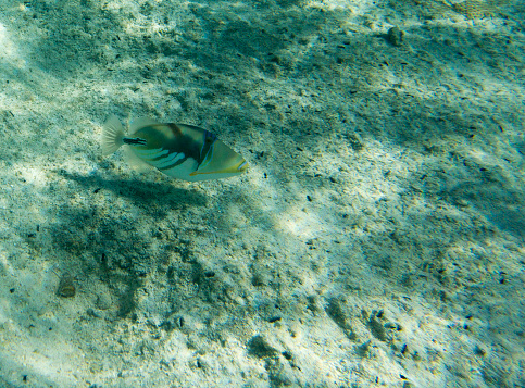 A view of lagoon triggerfish in New Caledonia