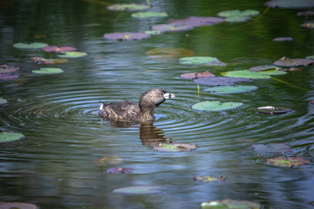 istock American dabchick, (Podilymbus podiceps), Pied-billed grebe, American dabchick, pied-billed grebe. 1438152498