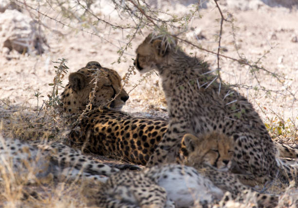 istock A view of cheeta with cubs 1438152509