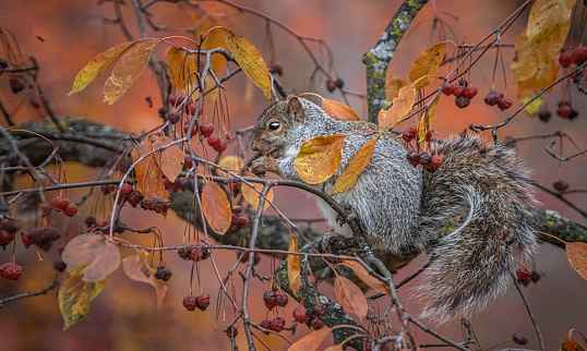 An eastern gray squirrel feeds on berry in autumn in the Laurentian forest.