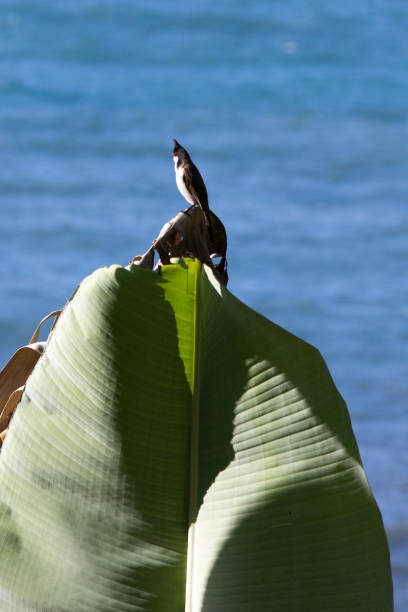 View of a red-whiskered bulbul in La Reunion
