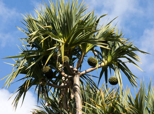 Vista de una planta de Pandanus - foto de stock