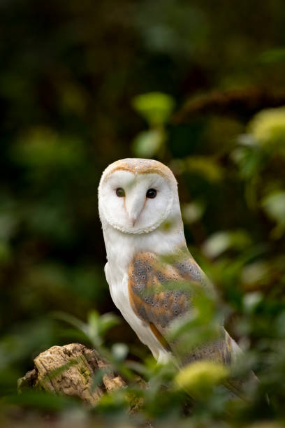 istock Barn owl in woodland with dark background 1438152918