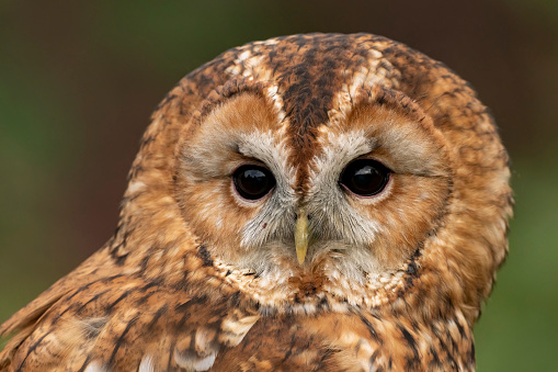 Beautiful face and plumage of a tawny owl in British woodland