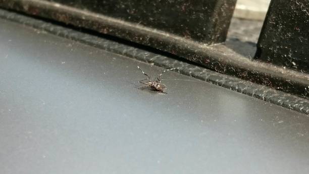 istock Close-up of Insect / Mosquito Dashboard Car 1438152952