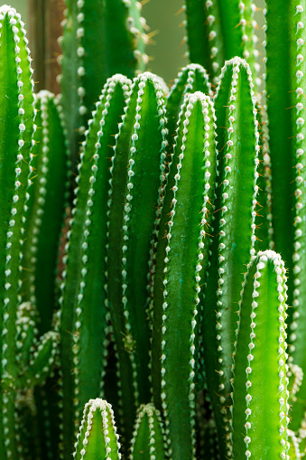 Macro cactus,Close-up view of green cactus as background