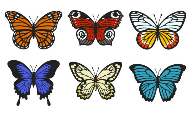 ilustraciones, imágenes clip art, dibujos animados e iconos de stock de colección de mariposas. mariposas realistas con alas texturizadas. monarca, ojo de pavo real - butterfly monarch butterfly isolated flying