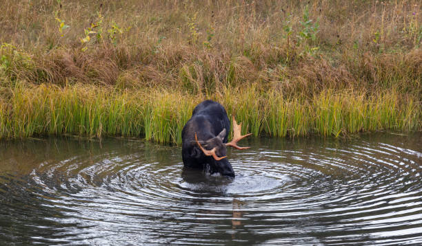 istock Bull Moose in a Pond in Wyoming 1438156258