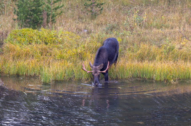 istock Bull Moose in a Pond in Wyoming 1438157246