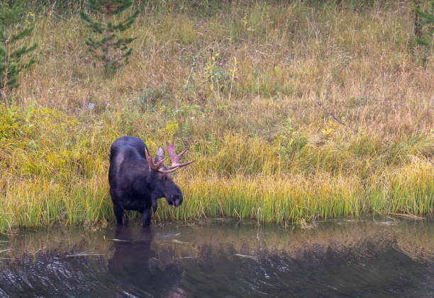 istock Bull Moose in a Pond in Wyoming 1438157426