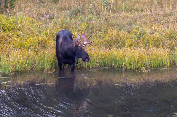 istock Bull Moose in a Pond in Wyoming 1438157430