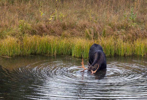 istock Bull Moose in a Pond in Wyoming 1438157542