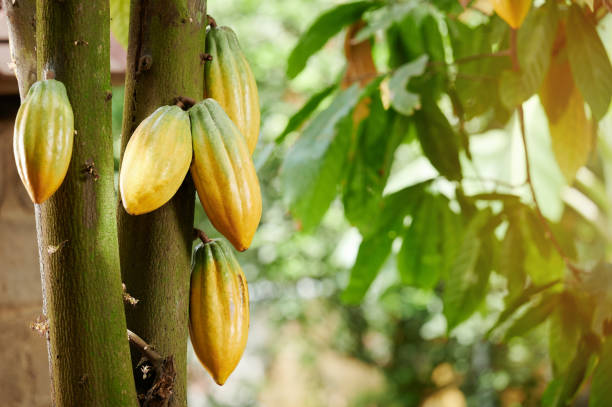 istock Group of yellow cacao pods 1438157585