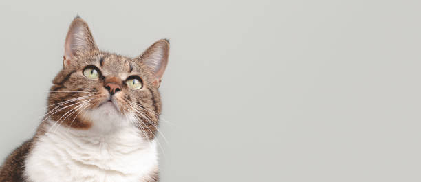 istock Banner with brown shorthair domestic tabby cat looking up. 1438157724